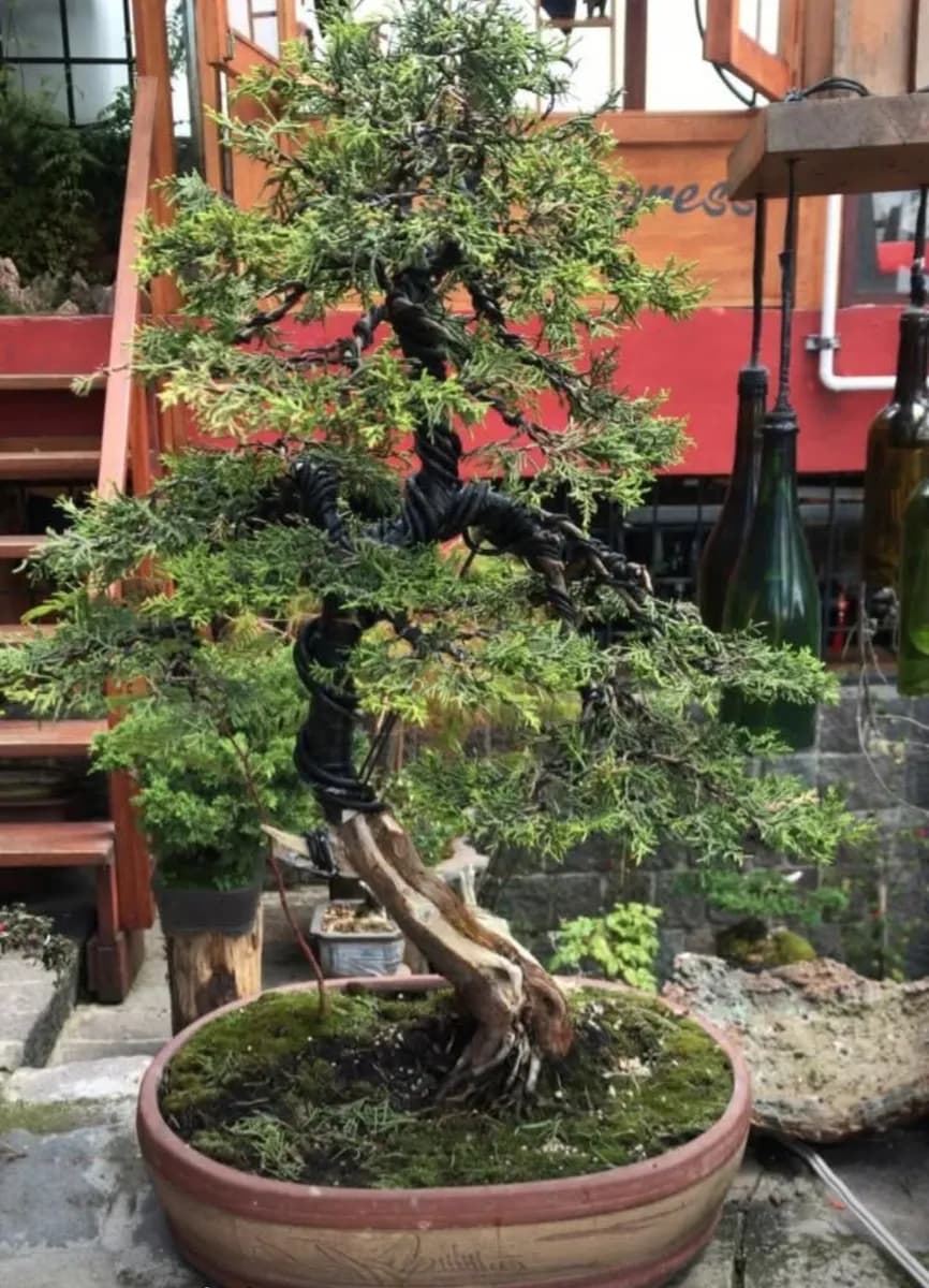 BONSAI DE CIPRÉS EN MACETA CHINA Edad 20 años