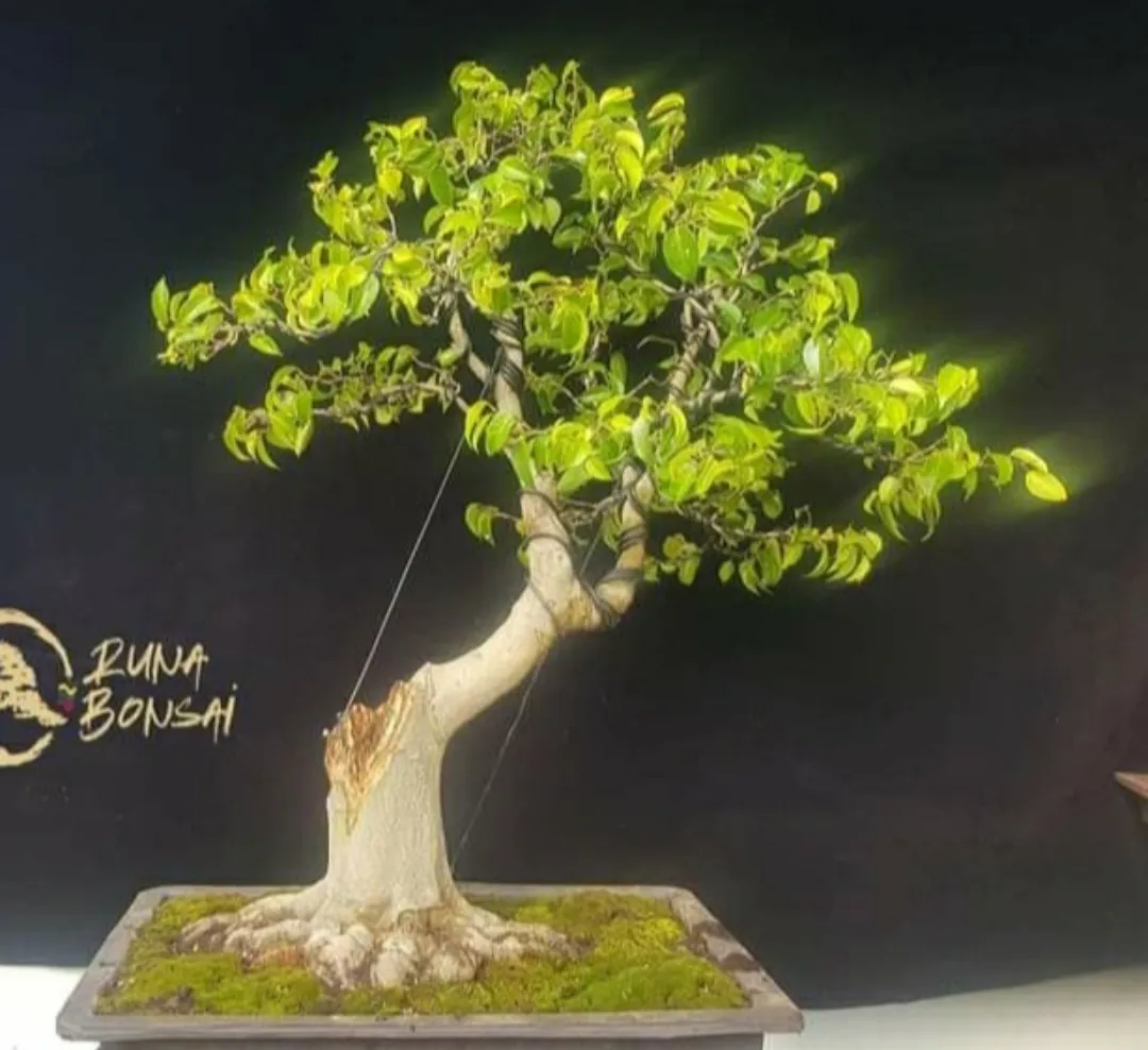 Bonsai de ficus