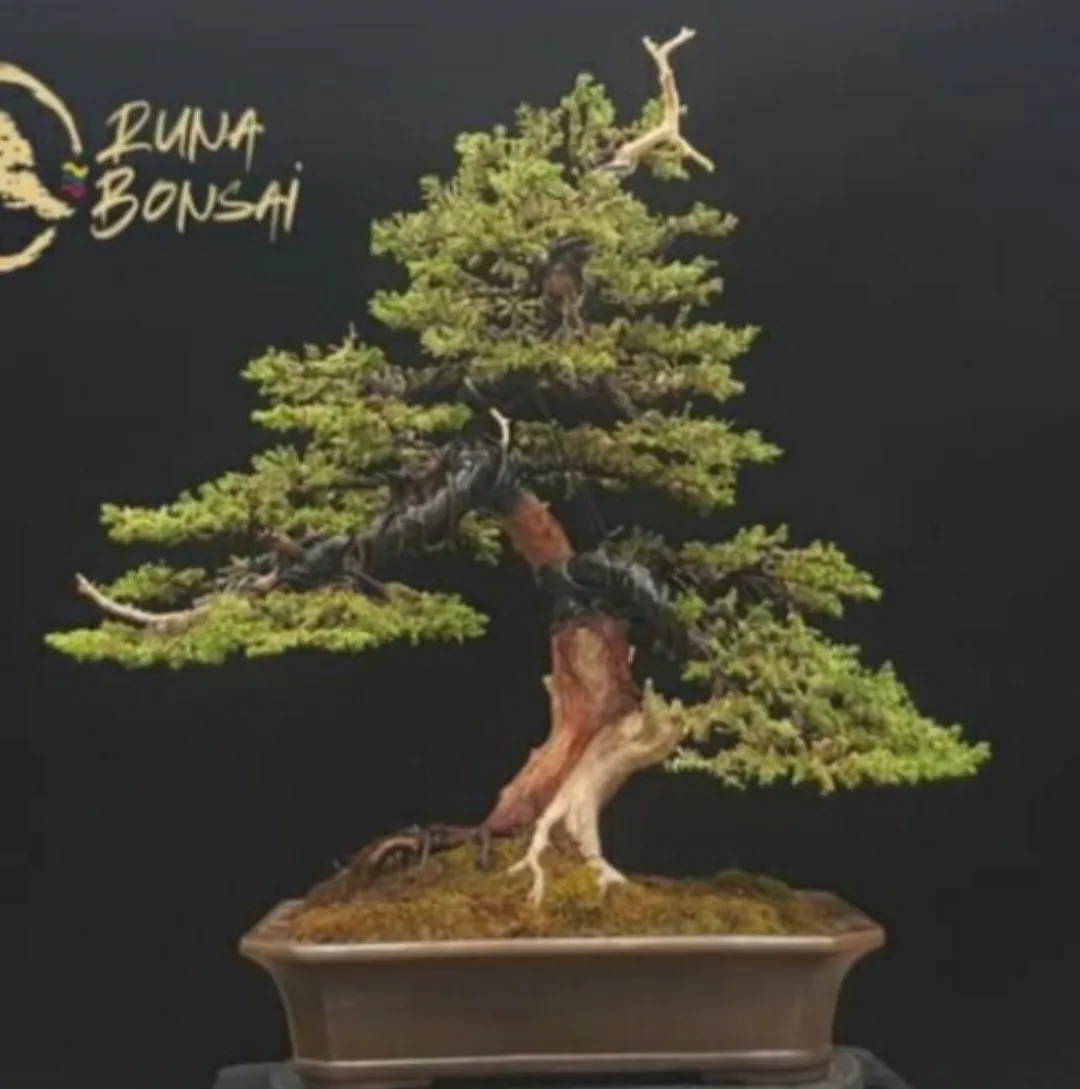 BONSAI DE JUNIPERO
